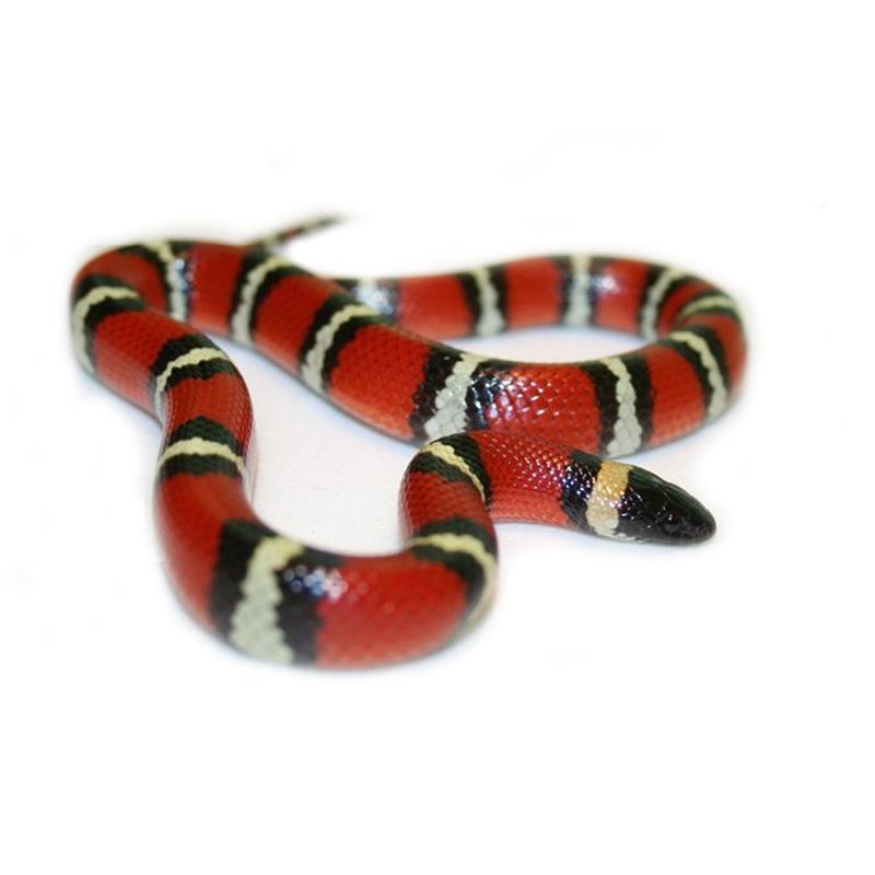 Lampropeltis pyromelana woodini Sarpe Regal de munte Arizona - imagine 4